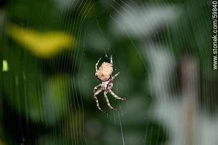 Spider and web - Fauna - MORE IMAGES. Photo #59840