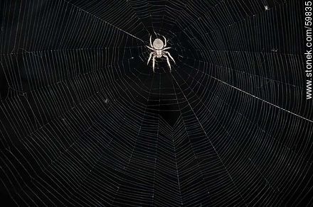 Spider and web - Fauna - MORE IMAGES. Photo #59835