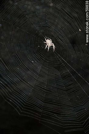 Spider and web - Fauna - MORE IMAGES. Foto No. 59838