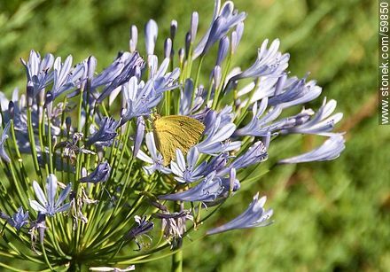 Agapanthus with yellow butterfly - Lavalleja - URUGUAY. Photo #59850