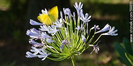 Agapanthus with yellow butterfly - Lavalleja - URUGUAY. Photo #59851