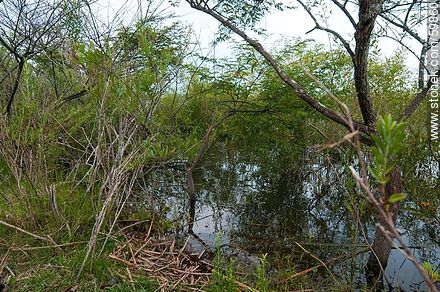 Vegetación sobre la laguna - Punta del Este y balnearios cercanos - URUGUAY. Foto No. 59860
