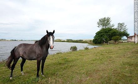 Horse on the edge of the lagoon - Punta del Este and its near resorts - URUGUAY. Foto No. 59915