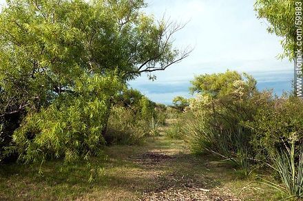 Path on a peninsula of the Laguna del Sauce - Punta del Este and its near resorts - URUGUAY. Foto No. 59883