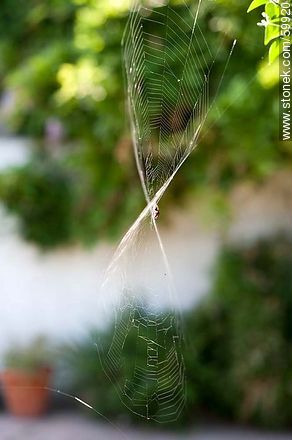 Cobweb warped - Fauna - MORE IMAGES. Foto No. 59920