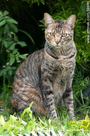Tabby cat - Fauna - MORE IMAGES. Foto No. 59981