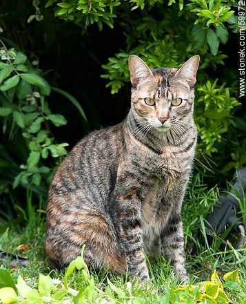 Tabby cat - Fauna - MORE IMAGES. Foto No. 59972