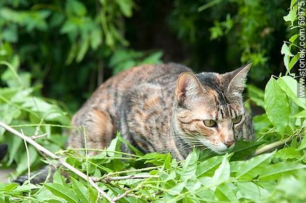 Tabby cat - Fauna - MORE IMAGES. Photo #59975