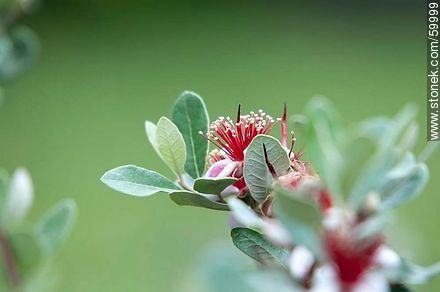 Guava blossom - Flora - MORE IMAGES. Photo #59999