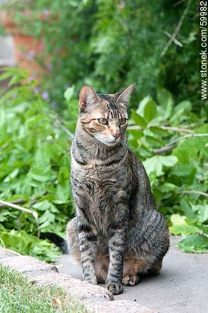 Tabby cat - Fauna - MORE IMAGES. Foto No. 59982