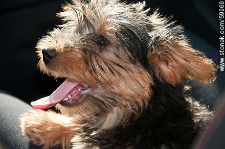 Yorkshire dog - Fauna - MORE IMAGES. Foto No. 59969