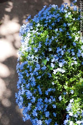 Blue Lobelia - Flora - MORE IMAGES. Photo #59967
