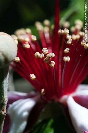 Guava flower - Flora - MORE IMAGES. Photo #59993