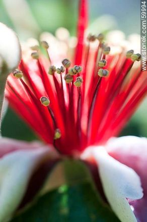 Guava flower - Flora - MORE IMAGES. Photo #59994