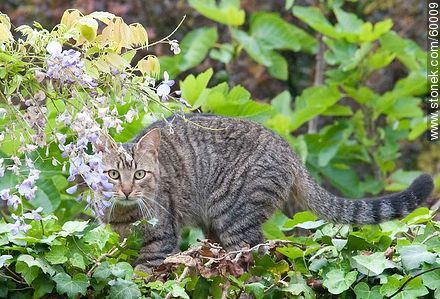 Tabby cat - Fauna - MORE IMAGES. Foto No. 60009