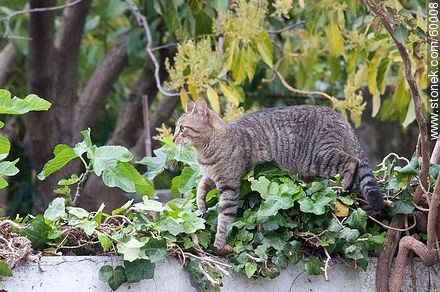 Tabby cat - Fauna - MORE IMAGES. Photo #60008