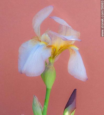 Lila Iris - Flora - MORE IMAGES. Photo #59983