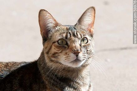 Tabby cat - Fauna - MORE IMAGES. Photo #59976
