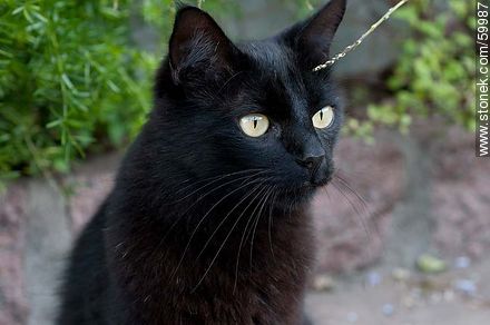 Black cat - Fauna - MORE IMAGES. Foto No. 59987