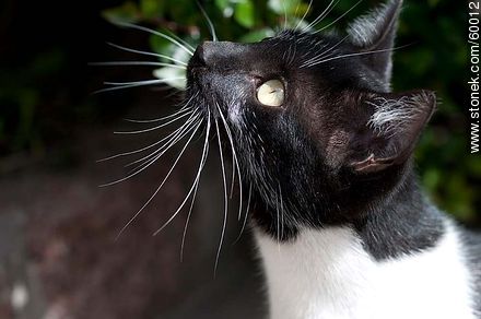 Black and white cat  - Fauna - MORE IMAGES. Foto No. 60012