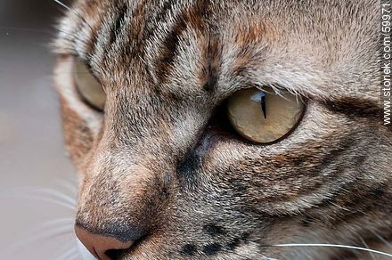 Tabby cat - Fauna - MORE IMAGES. Photo #59971