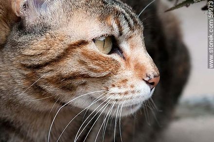 Tabby cat - Fauna - MORE IMAGES. Foto No. 59973