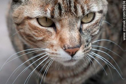 Tabby cat - Fauna - MORE IMAGES. Foto No. 59974