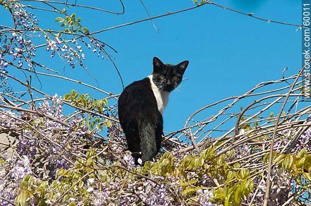 Black and white cat on a glycine - Fauna - MORE IMAGES. Photo #60011