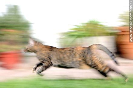 Running tabby cat - Fauna - MORE IMAGES. Photo #59977