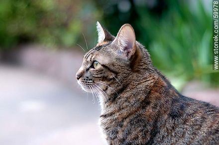 Tabby cat - Fauna - MORE IMAGES. Photo #59978