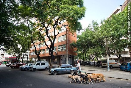 A dog walker across the street Lazarus Gadea - Department of Montevideo - URUGUAY. Foto No. 60090