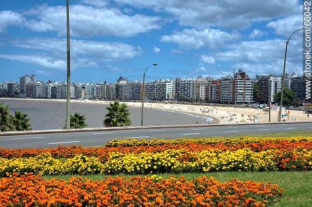 Canteros con flores en la rambla Rep. del Perú. Copetes amarillos y anaranjados - Departamento de Montevideo - URUGUAY. Foto No. 60042