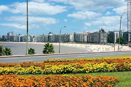 Canteros con flores en la rambla Rep. del Perú. Copetes amarillos y anaranjados - Departamento de Montevideo - URUGUAY. Foto No. 60043