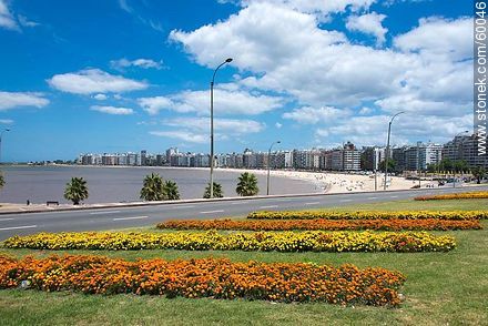 Canteros con flores en la rambla Rep. del Perú. Copetes amarillos y anaranjados - Departamento de Montevideo - URUGUAY. Foto No. 60046