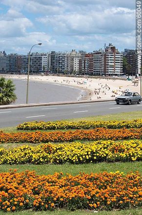 Canteros con flores en la rambla Rep. del Perú - Departamento de Montevideo - URUGUAY. Foto No. 60049
