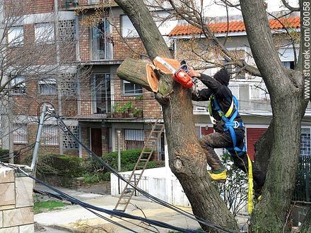 Realizando poda de árboles del ornato de la ciudad - Departamento de Montevideo - URUGUAY. Foto No. 60058