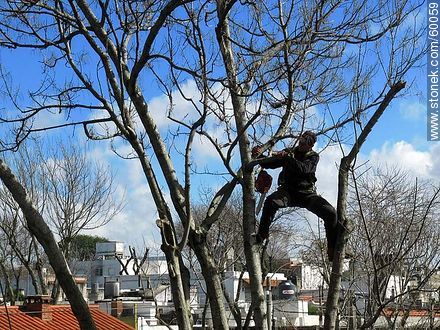 Realizando poda de árboles del ornato de la ciudad - Departamento de Montevideo - URUGUAY. Foto No. 60059