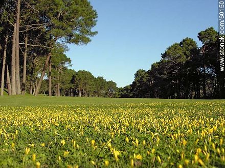 Golf park at Hotel del Lago - Punta del Este and its near resorts - URUGUAY. Foto No. 60150