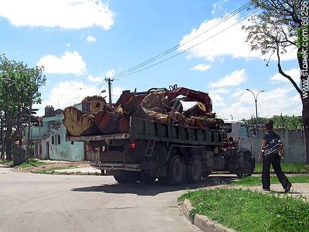 Camión recogiendo restos de árboles viejos eliminados del ornato - Departamento de Montevideo - URUGUAY. Foto No. 60256