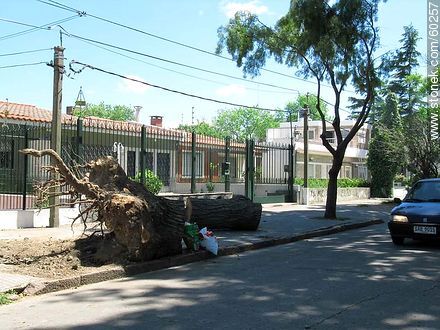 Elimination of public ornament trees - Department of Montevideo - URUGUAY. Foto No. 60257