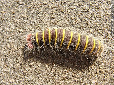 Hairy caterpillar, brown with fine yellow rings. Macrothylacia - Fauna - MORE IMAGES. Foto No. 60342