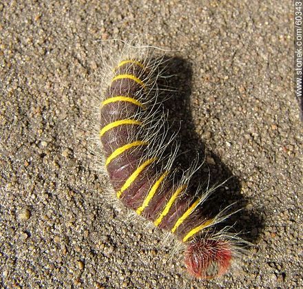 Hairy caterpillar, brown with fine yellow rings. Macrothylacia - Fauna - MORE IMAGES. Foto No. 60343