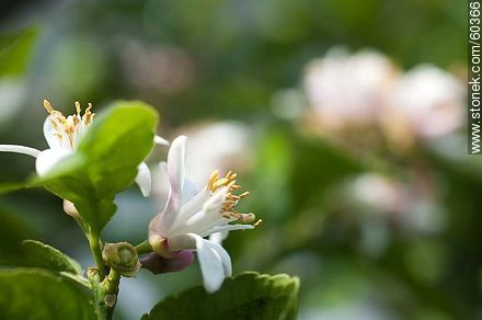 Lemon tree blossoms - Flora - MORE IMAGES. Photo #60366