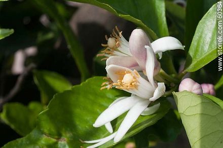 Azahares de limonero - Flora - IMÁGENES VARIAS. Foto No. 60364