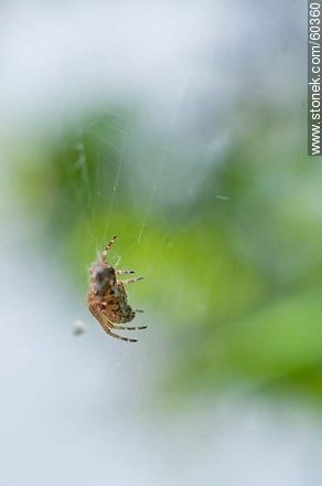 Spider - Fauna - MORE IMAGES. Foto No. 60360