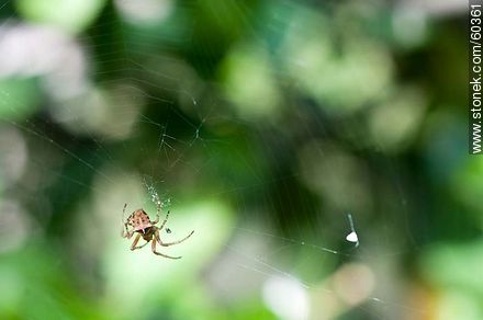 Spider - Fauna - MORE IMAGES. Photo #60361