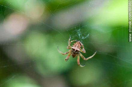 Spider - Fauna - MORE IMAGES. Foto No. 60362