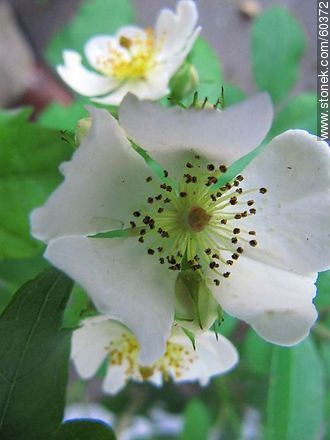 Flor del tutor de un rosal - Flora - IMÁGENES VARIAS. Foto No. 60372