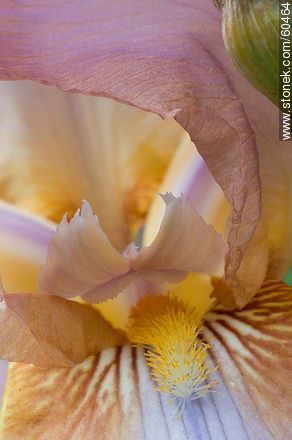 Iris barbata - Flora - MORE IMAGES. Photo #60464