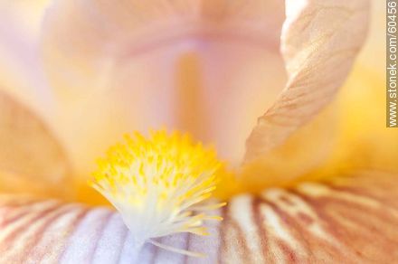 Iris barbata - Flora - MORE IMAGES. Photo #60456